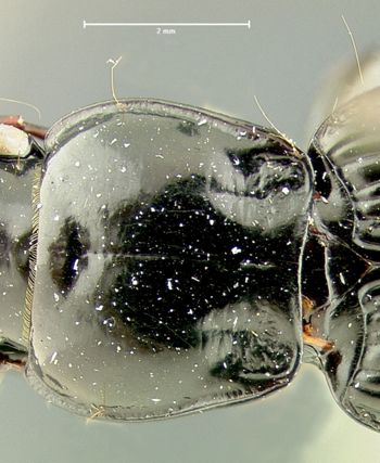 Media type: image;   Entomology 33045 Aspect: pronotum dorsal
